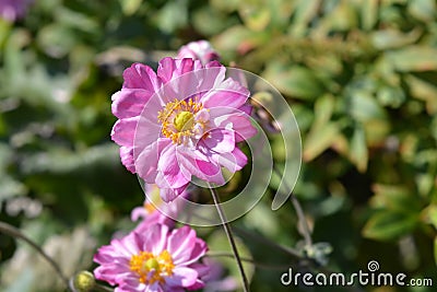 Japanese anemone Koenigin Charlotte Stock Photo